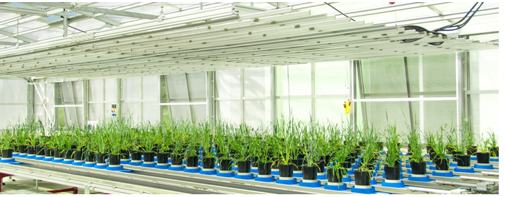 PhenoTron ?作物種質資源監測鑒定平臺